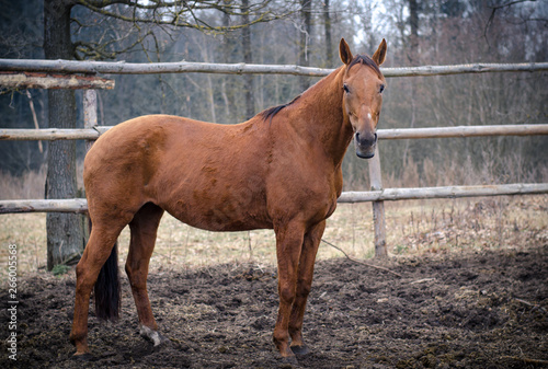 red mare horse in paddock