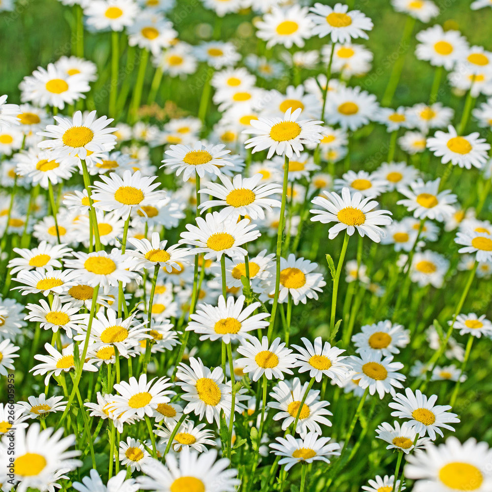 Obraz premium Kwitnące stokrotki, Leucanthemum