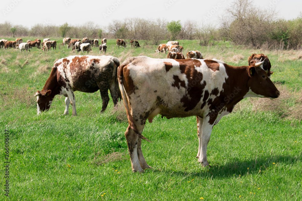 Herd of cows grazing on a green field 