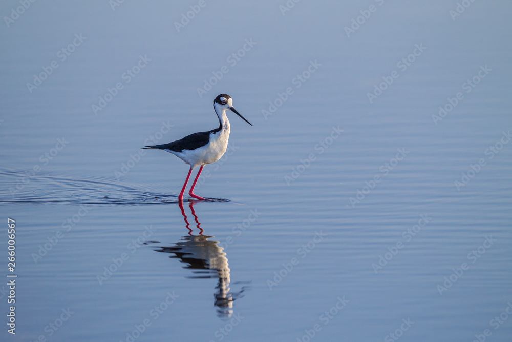 Black winged stilt in breeding colors looking right.
