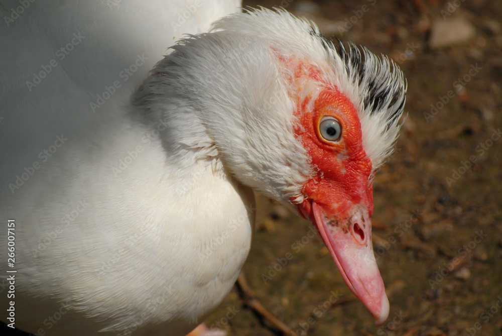 profilo di un'anatra bianca con gli occhi azzurri 