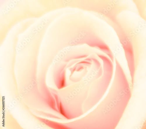 soft pink rose close up 