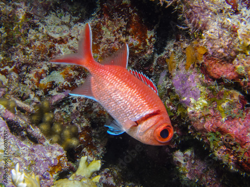 blackbar soldierfish photo