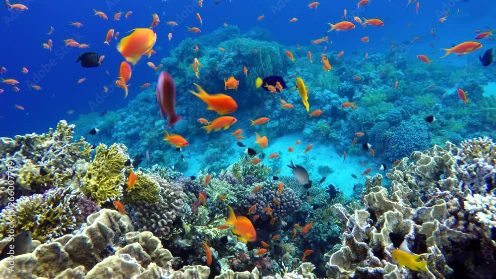 Beautiful coral reefs and tropical fish. Underwater life in the ocean.