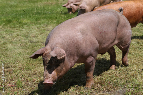 Happy pigs lives on bio oko animal farm on natural environment