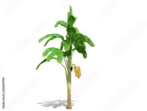 3D rendering - Banana tree  isolated over a white background use for natural poster or  wallpaper design  3D illustration Design.