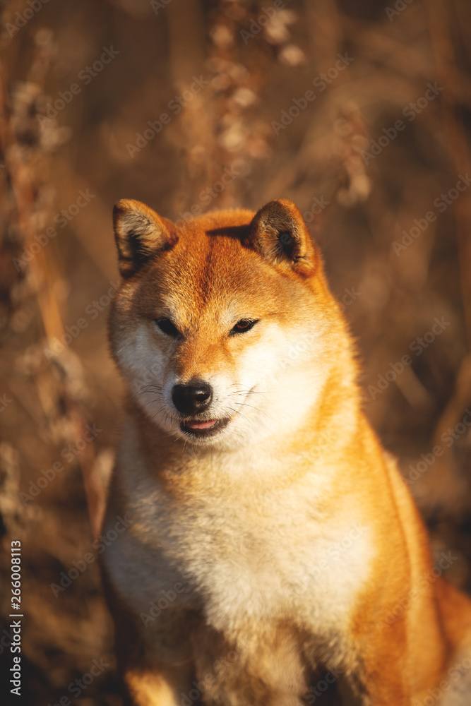 Beautiful red Shiba inu dog sitting in the forest at golden sunset