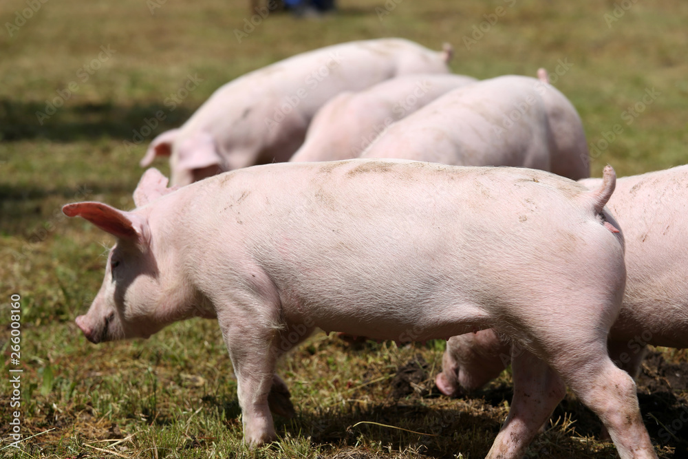 Piglets walking around on animal farm outdoors rural scene Piglets walking around on animal farm outdoors rural scene