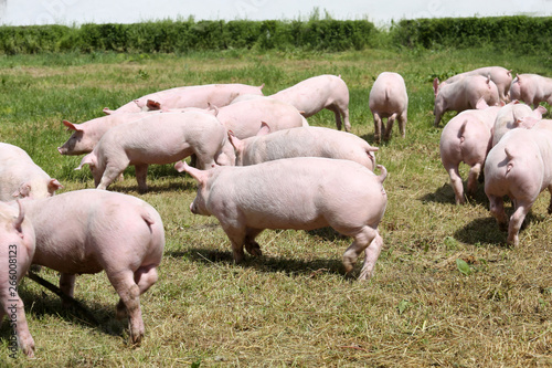 Piglets runs across the meadow at animal farm natural environment