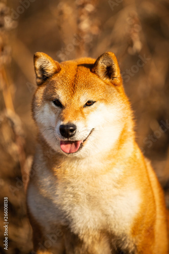Gorgeous red Shiba inu dog sitting in the forest at golden sunset