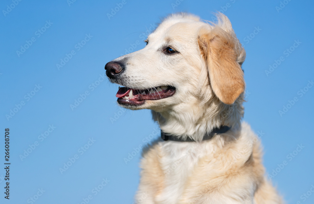 happy dog has a great time happy dog has a great time
