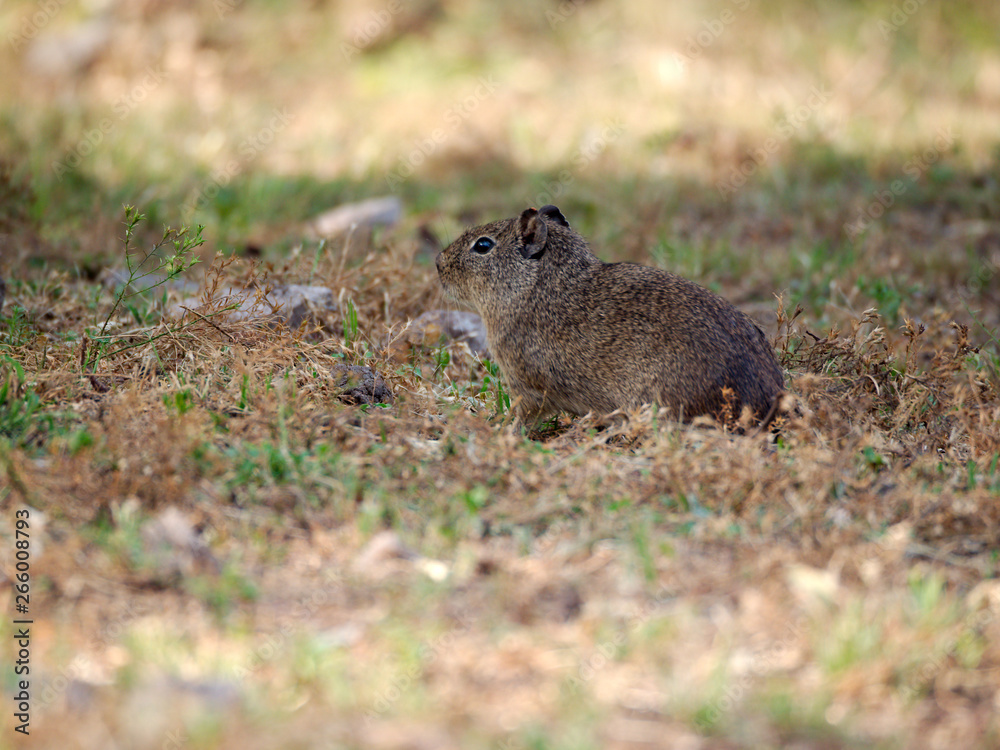A southern mountain cavy (Microcavia australis) in Rio Ceballos, Cordoba, Argentina. A southern mountain cavy (Microcavia australis) in Rio Ceballos, Cordoba, Argentina.