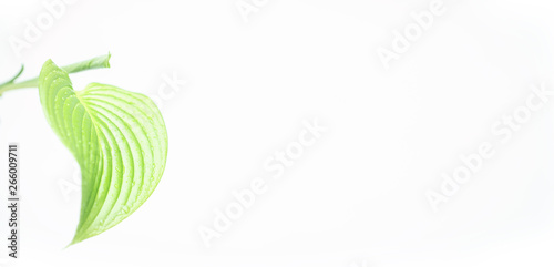 green leaf of a plant isolated on a white background