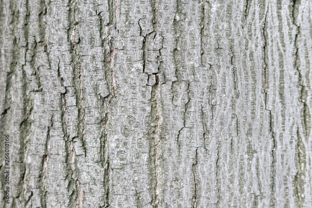 Rauhe Baumrinde bildet einen schönen natürlichen und ökologisch nachhaltigen Hintergrund