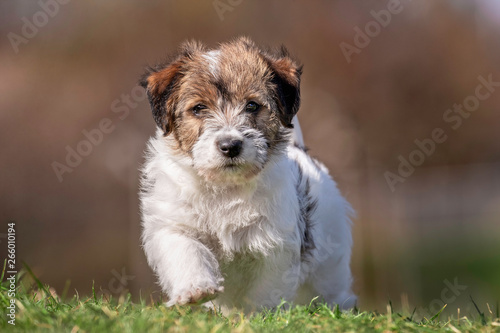 happy dog ​​has a great time