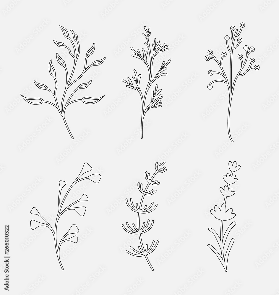 Silhouettes wild and garden flowers, herbs and twigs. Vector set of line objects isolated on white background. Silhouettes wild and garden flowers, herbs and twigs. Vector set of line objects isolated on white background.