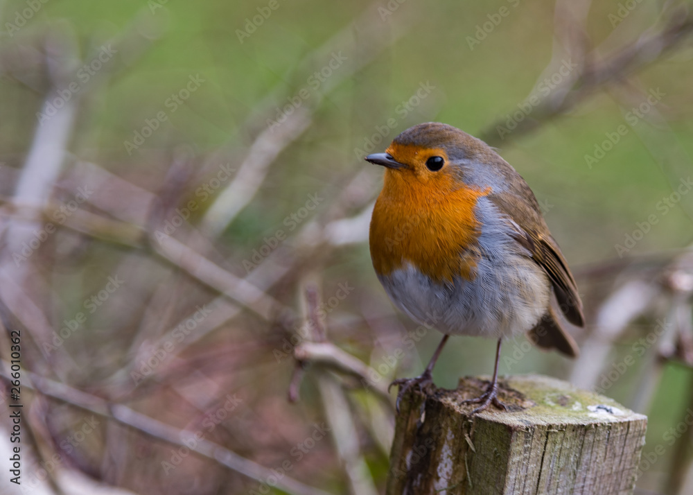 Red Robin standing on wooden post in natural surroundings. Red Robin standing on wooden post in natural surroundings.
