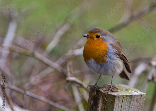 Red Robin standing on wooden post in natural surroundings.