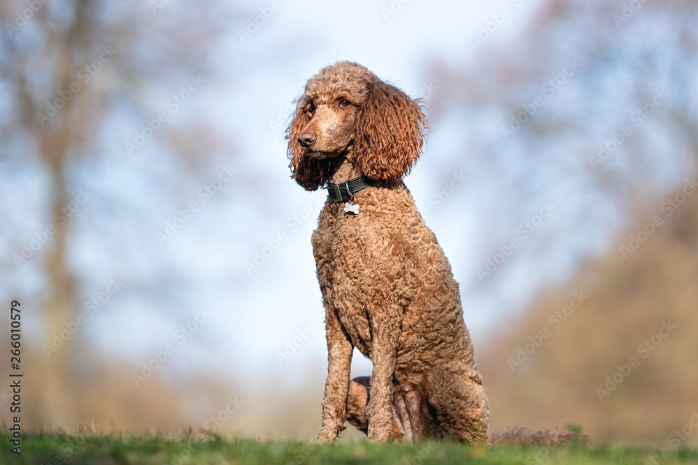 happy dog ​​has a great time