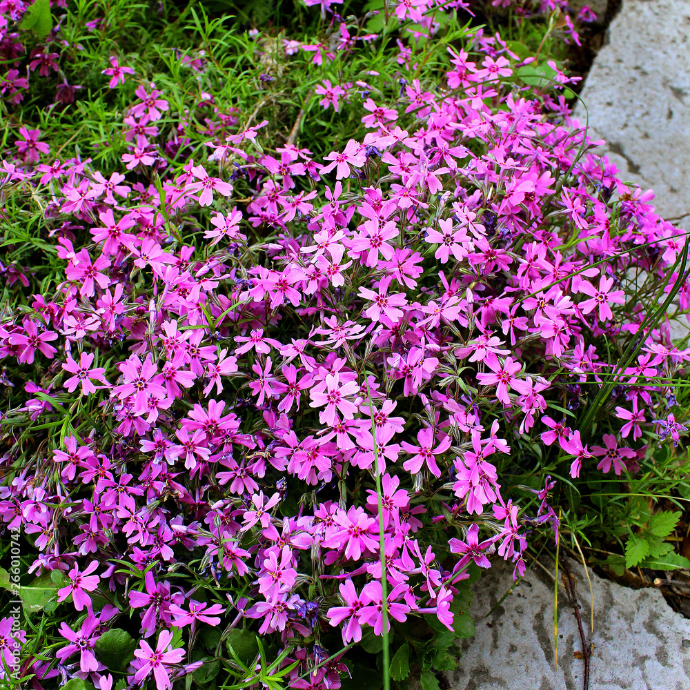 pink flowers in the garden stones