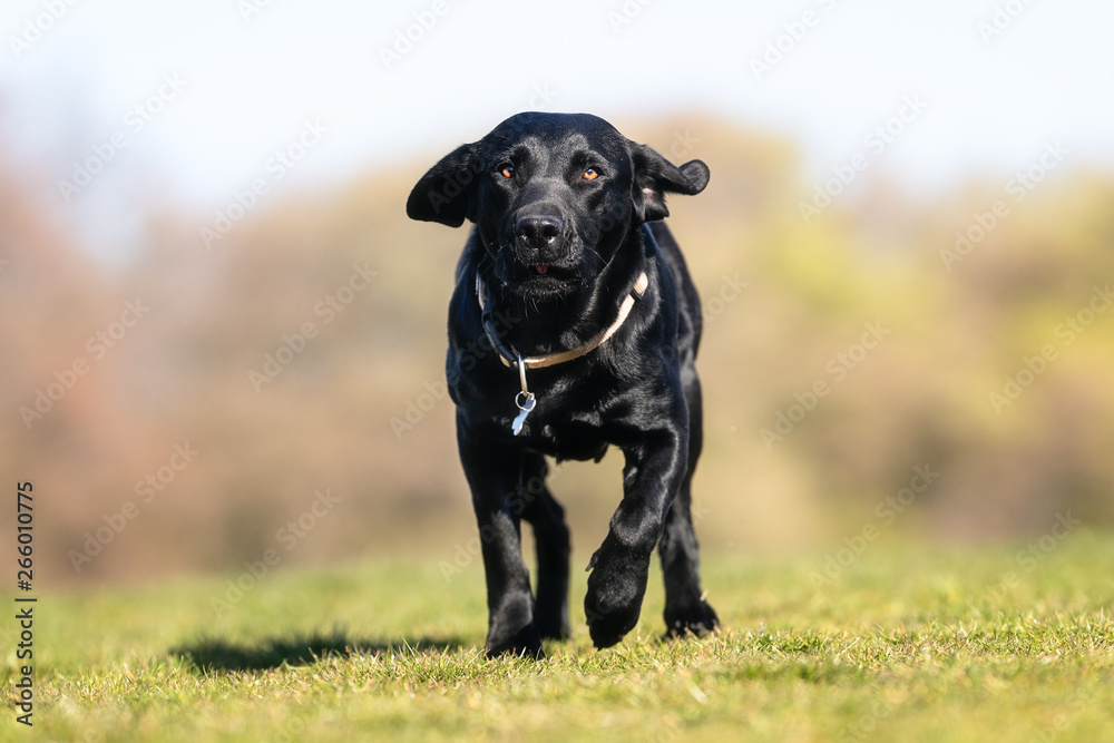 happy dog ​​has a great time