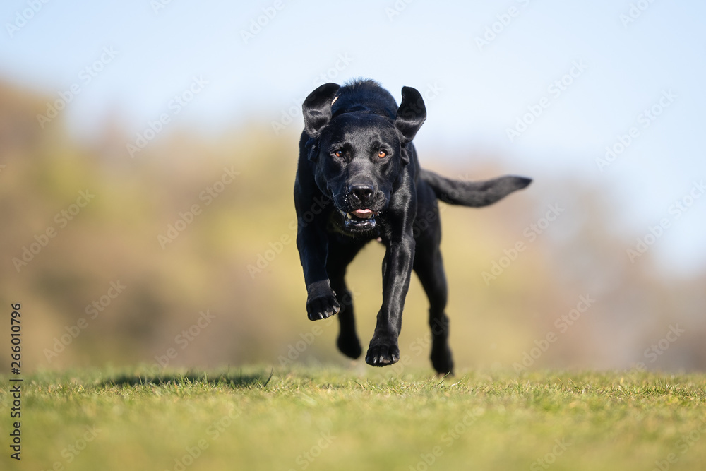 happy dog has a great time happy dog has a great time