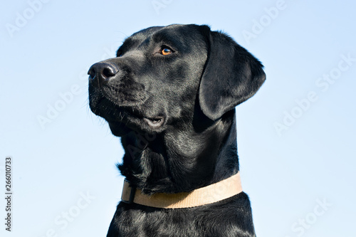 happy dog ​​has a great time