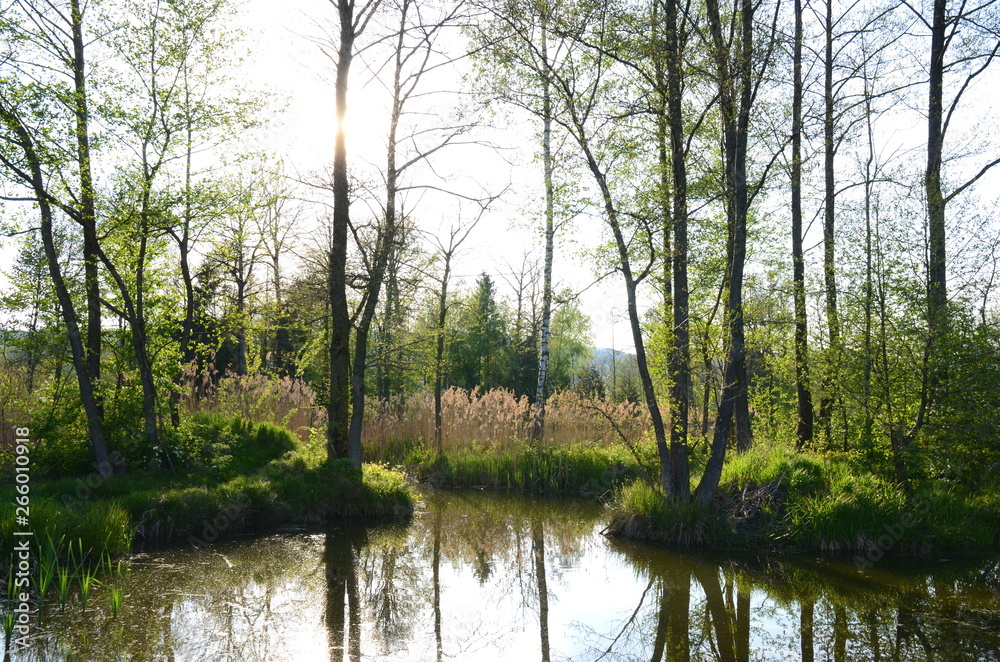 Obraz premium Sun shining through trees at a fishpond in springtime