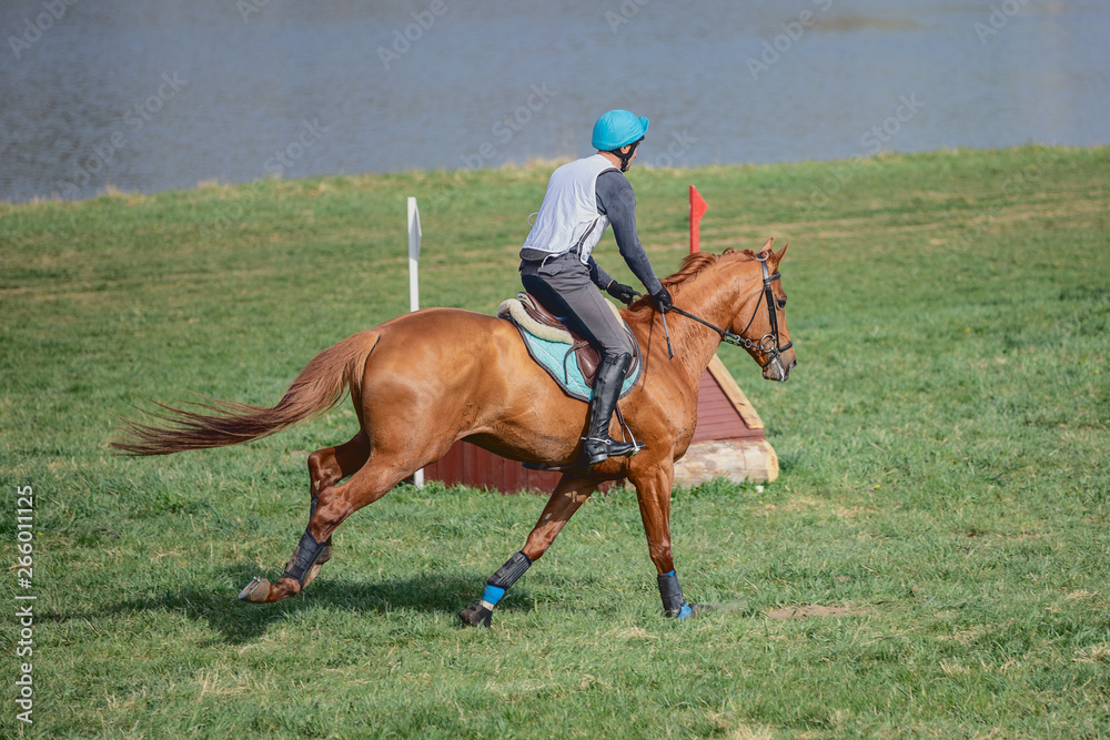 portrait of horse galloping during eventing competition portrait of horse galloping during eventing competition