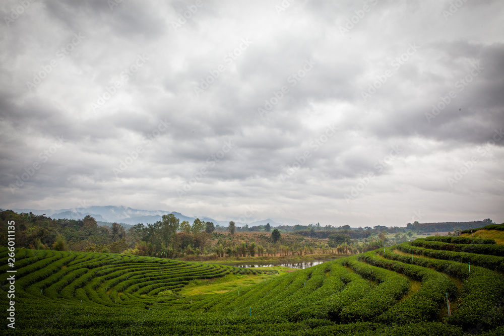 Tea plantations Choui Fong in Chiang Rai