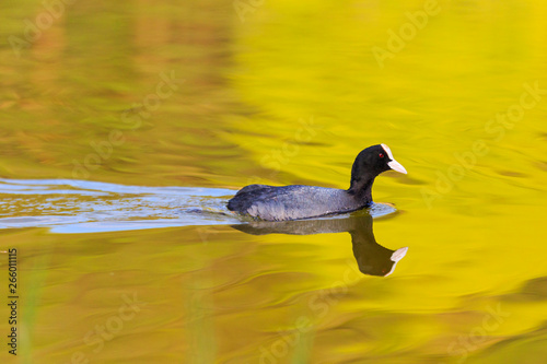 coot swimming on a lake in the evening light © drakuliren