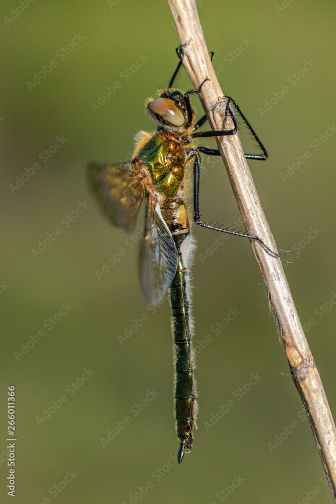Beautiful nature scene with Downy emerald (Cordulia Aenea). Beautiful nature scene with Downy emerald (Cordulia Aenea).