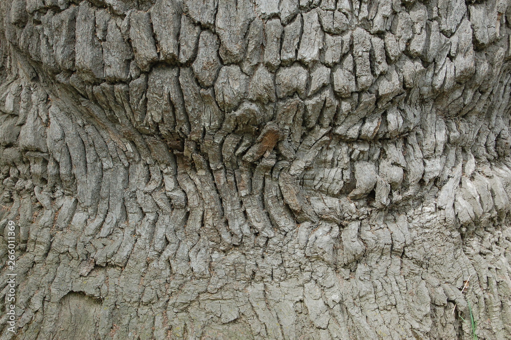 background rough wooden texture of gray bark of an old oak tree background rough wooden texture of gray bark of an old oak tree