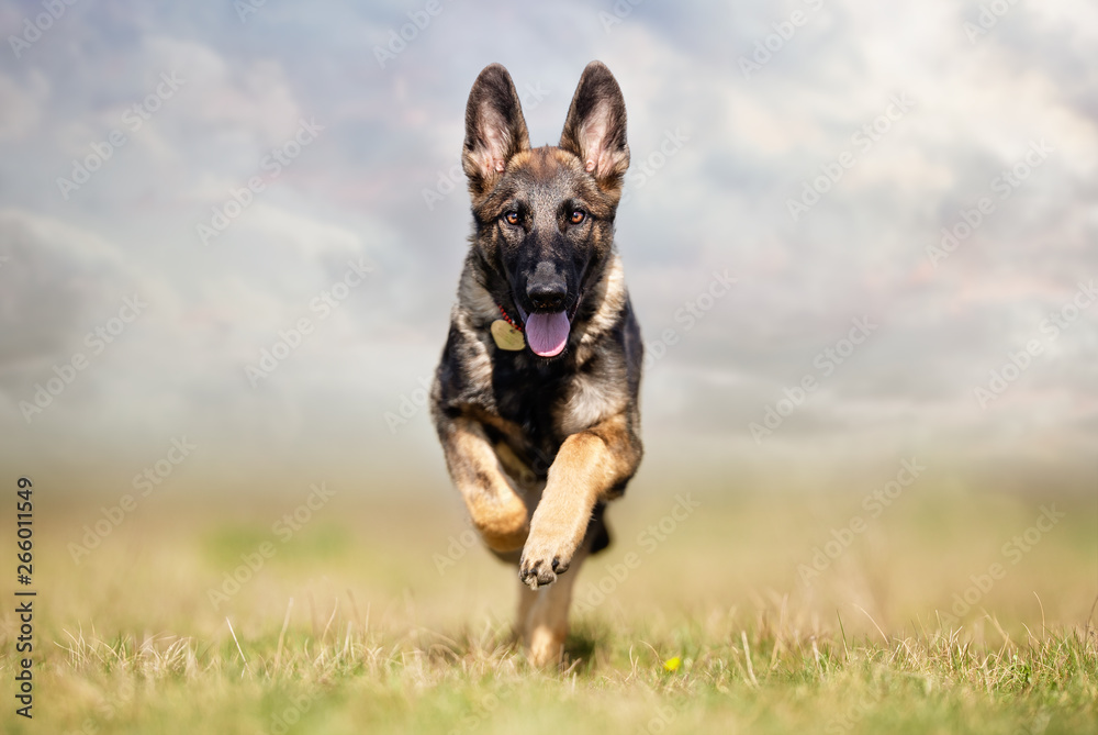 happy dog ​​has a great time