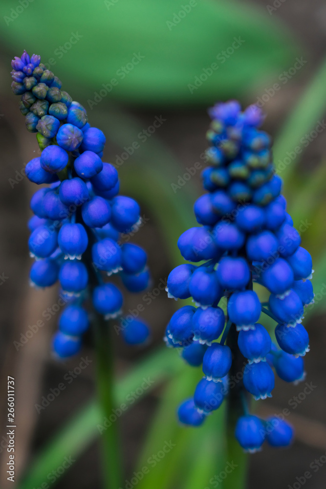 Mousкari blue small flower on a blurred background Mousкari blue small flower on a blurred background