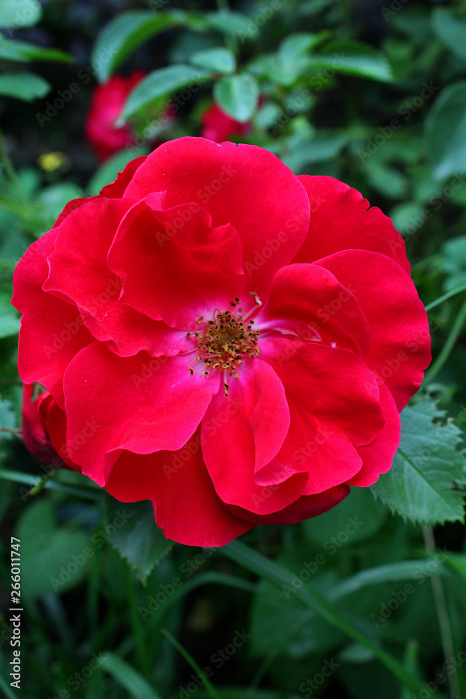 red rose garden