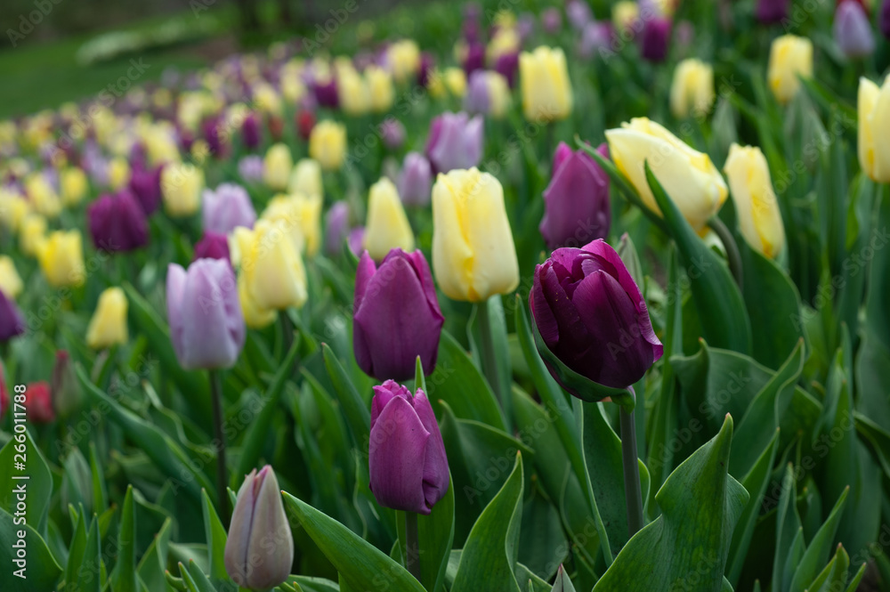 Tulips in Bloom