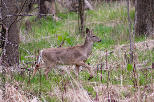 This Whitetail Buck was searching for doe along this very colorful tree line at sunrise on this late Autumn morning.