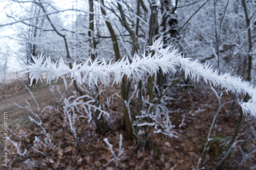 Icing branch in Moravian Beskydy Mountains, Czech Republic Icing branch in Moravian Beskydy Mountains, Czech Republic