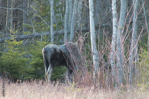 deer in the forest