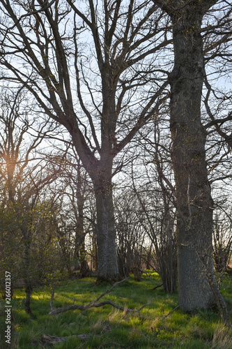 Oak tree forest in evening sunshine