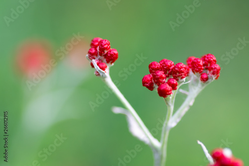 Helichrysum sanguineum