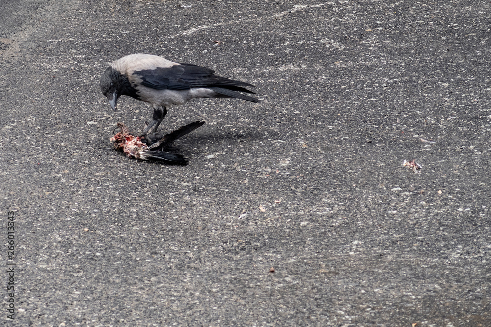 Obraz premium Crow feeding on a dead bird