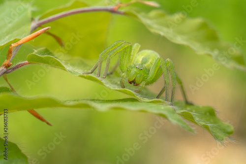 Green huntsman spider, Micrommata virescens camouflaged on leaf, in Czech Republic photo