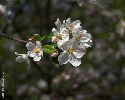 Branch of fruit tree with flowers