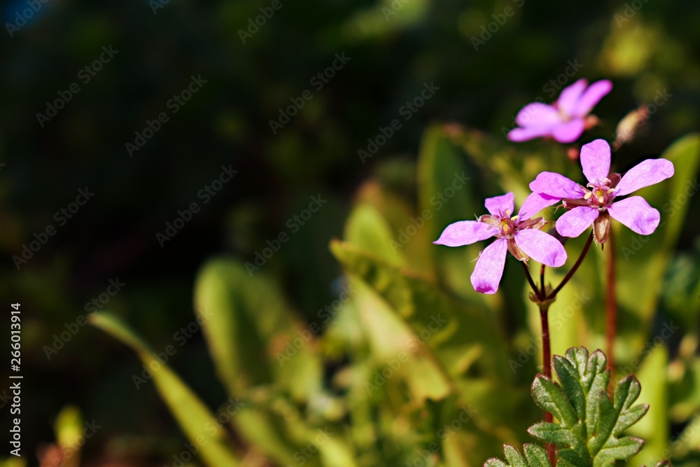 Fototapeta premium flowers