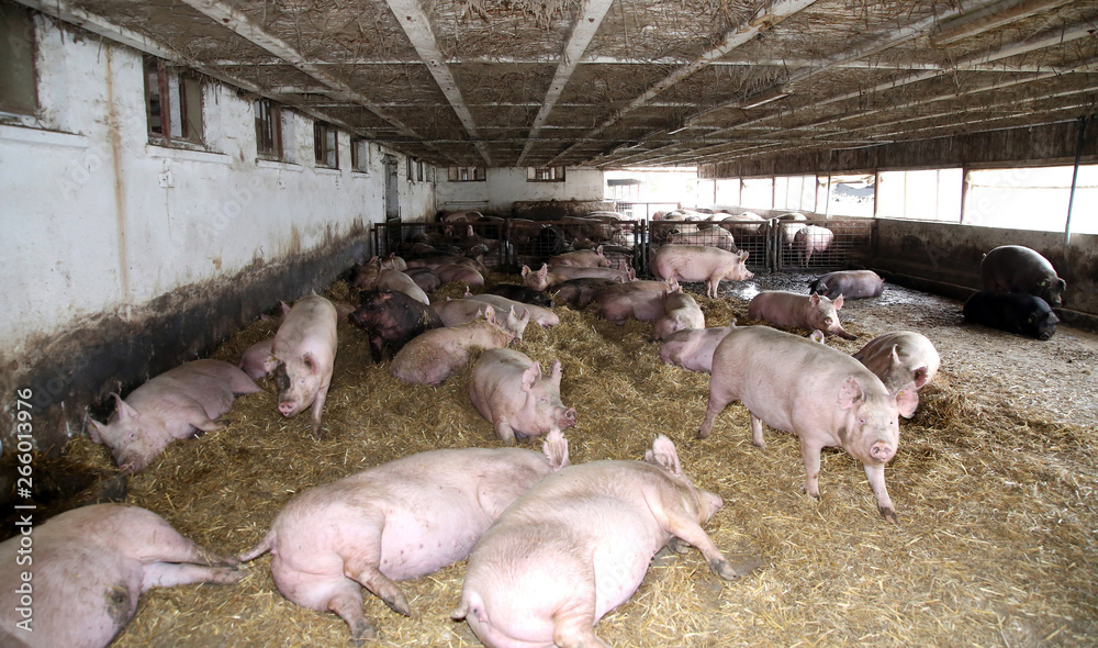 Mighty pregnant pg sows laying in the barn Mighty pregnant pg sows laying in the barn