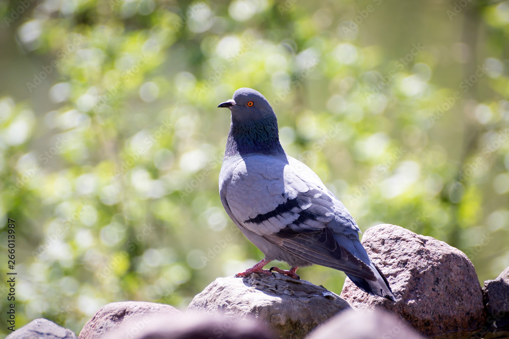 homing pigeon, racing pigeon or domestic pigeon Latin columba livia domestica taking a break from its long flight on typical pantiled roof in spring in Italy tags or rings clearly visible