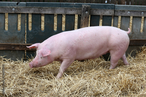 Mighty sow runs on fresh hay in the piggery