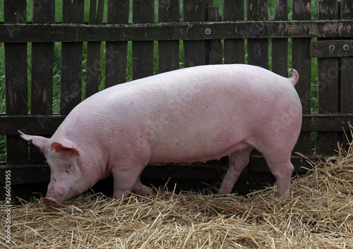 Young healthy pig lenjoyed summer sunshine at farm